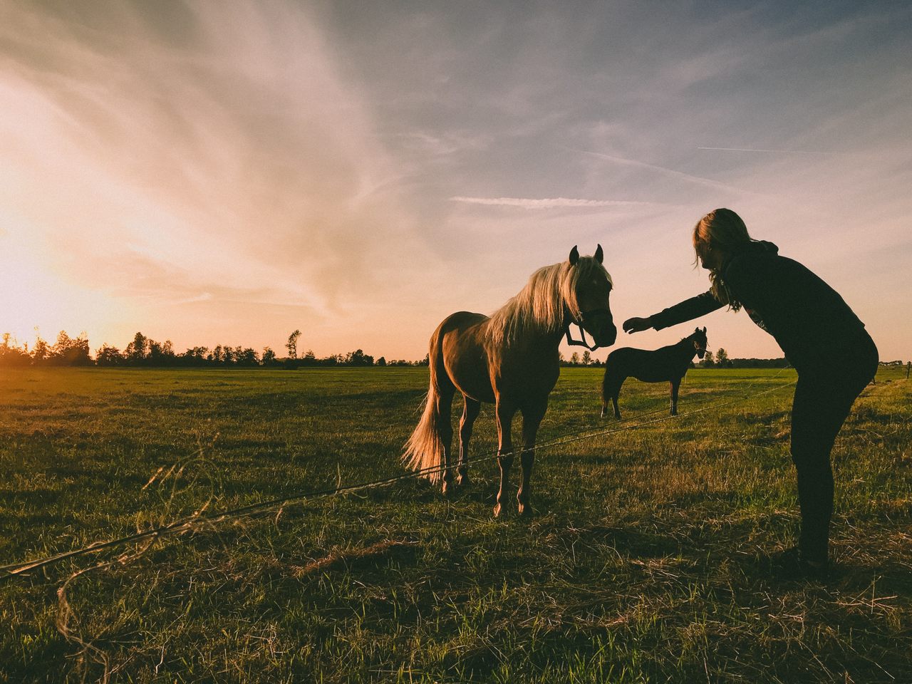 Jak wybrać dobre pasze dla koni?